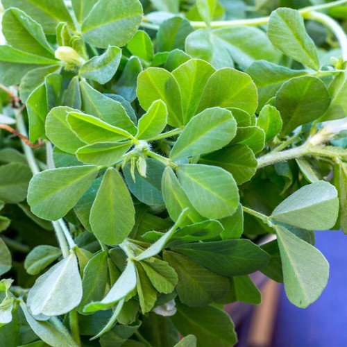 عرق شنبلیله طبیعی لباب کاهشدهنده قند خون و تقویتکننده معده ـ Fenugreek distillate by Lobab ـ blood sugar and digestion support